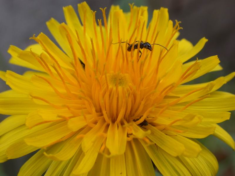 Taraxacum  sp.